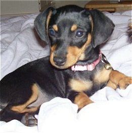 Puppy Cute: Dachshund Chihuahua Dog Mix, Dogs, Pictures, Photos, Pics, Images, Gallery, Breed, Puppies, Rescue, Information and Facts, Characteristics, Mix, Qualities, Jewelry Chiweenie Puppies, Chiweenie Dogs, Dog Breeds Pictures, Online Roulette, Disabled Dog, Cutee Animals, Basic Dog Training, Huge Dogs, Wiener Dogs