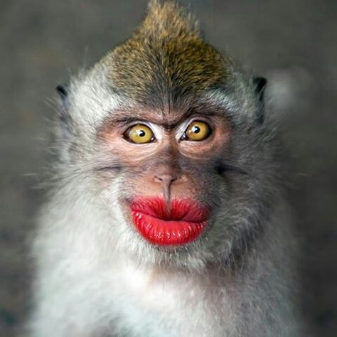 Job description: Monkey makeup artist Monkey With Makeup, Monkey Makeup, Funny Monkey Pictures, Stock Photos Funny, Funny Dp, Whatsapp Videos, Monkey Pictures, Graphic Design Company, Monkeys Funny