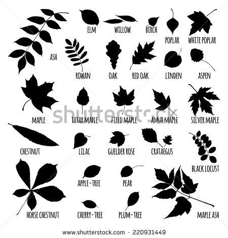 Ash Tree Stock Images, Royalty-Free Images & Vectors | Shutterstock Tree Leaves Tattoo, Tree Tattoo Arm, Willow Tree Wedding, Tree Of Life Artwork, Tree Tattoo Men, Leaves Tattoo, Leaves Sketch, Trees Top View, Family Tree Poster