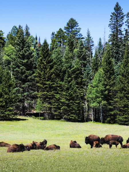 Kaibab National Forest | Visit Arizona Kaibab National Forest, Of Prairies, Arizona Forest, Grand Canyon Vacation, Arizona Travel Guide, Arizona Trip, Completed Bucket List, Visit Arizona, Hiking And Camping