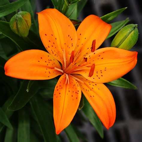 Flower Homes: Asiatic Lily Flowers Orange Lily Flower, Tiger Lily Flowers, Asiatic Lily, Lilly Flower, Lily Bulbs, Asiatic Lilies, Lily Plants, Flower Therapy, Wholesale Flowers