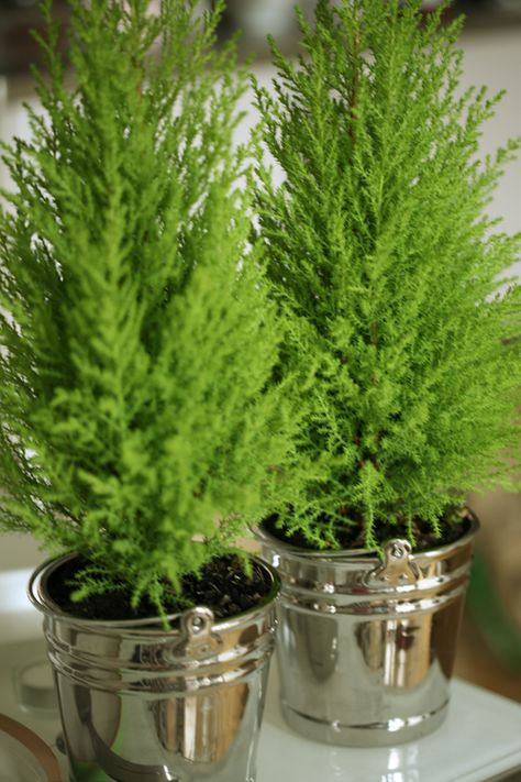 mini conifers/evergreens. I love pointy evergreen shrubs, little trees, rows of them on the road...loveee. Evergreen Christmas Decor, Christmas Loft, Rosemary Tree, Lemon Cypress, Holiday Desserts Christmas, Apres Ski Party, Rustic Christmas Wreath, Ideas Para Navidad, Dessert Party