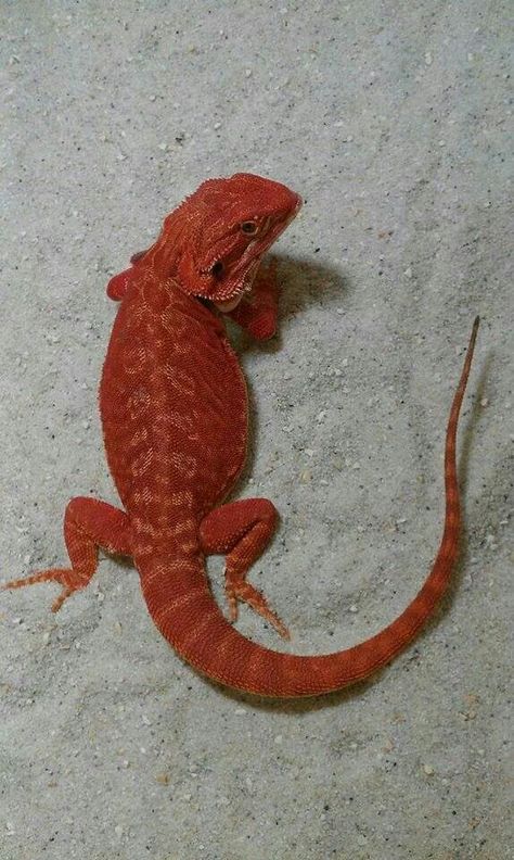 Amazing red colored "Bearded Dragon" ***** Red Bearded Dragon, Red Lizard, Colorful Lizards, Bearded Dragon, Gecko, Red Aesthetic, Ruby Red, Amphibians, Reptiles