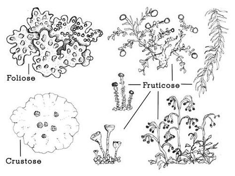 Lichen Tattoo, Moss Illustration, Lichen Illustration, Science Learning Centers, Crustose Lichen, Moss And Lichen Embroidery, Types Of Lichen, Rorschach Art, Tree Lichen