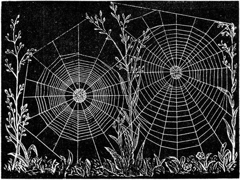 Web of Epeira strix, an Orb-weaving Spider Cv Inspiration, Spider Art, Tinta China, Spider Webs, Halloween Spider Web, Halloween Spider, Crazy Quilts, Spiders, Natural History