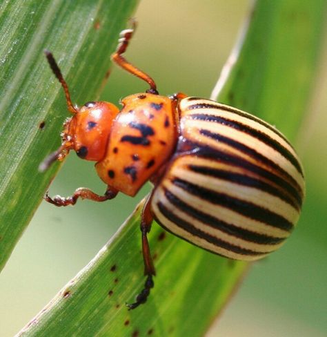 Colorado potato beetle (Leptinotarsa decemlineata) Colorado Potato Beetle, Cool Beetles, Insect Reference, Colorado Beetle, Potato Beetle, Longhorn Beetle, Pictures Of Insects, Beautiful Insects, Bug Collection