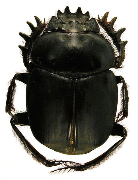 Ancient Black Egyptian Dung Beetle Star Objects, Black Beetle, Dung Beetle, Natural Inspiration, Bug Collection, Beetle Insect, Cool Bugs, Scarab Beetle, A Bug's Life