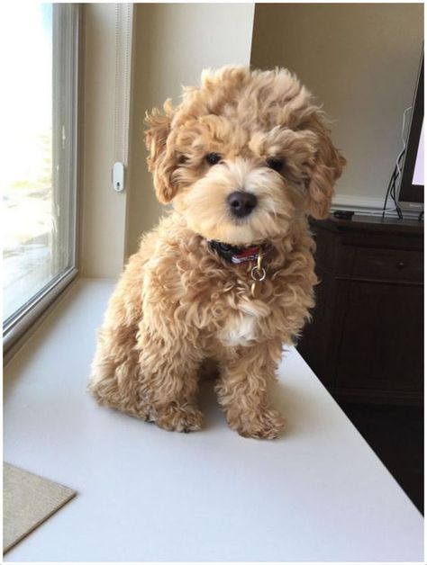 100+ Best Cockapoo Dog Names Isabella Grace, Cockapoo Puppy, Cocker Spaniel Mix, Cockapoo Dog, Cockapoo Puppies, Cavapoo Puppies, Super Cute Puppies, Cute Puppy Pictures, Best In Show