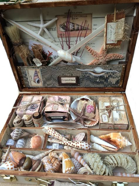 Shell Display, Mermaid Core, Shell Collection, She Sells Seashells, Mermaid Aesthetic, Sea Witch, Sanibel Island, Seashell Art, Cabinet Of Curiosities