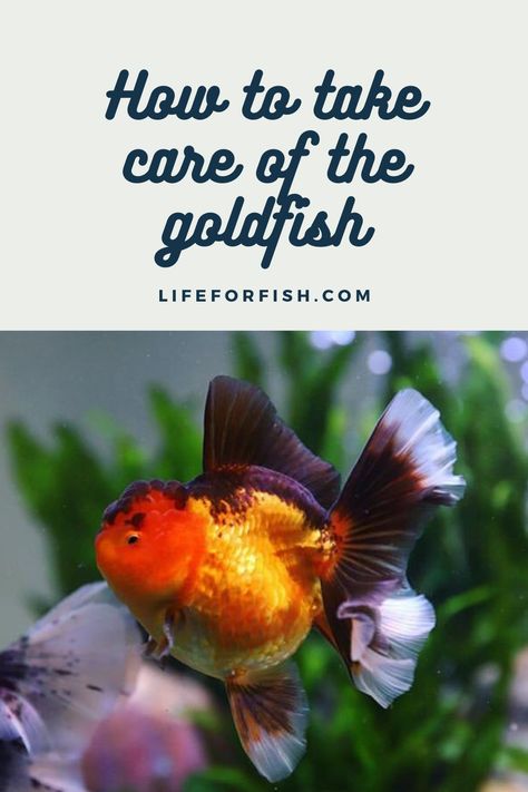 Colorful, flashy Goldfish are common pets. But many owners are unaware of how to properly care for them. #goldfishkeeping #goldfish #goldfishtank #aquarium How To Take Care Of Goldfish, Goldfish Care, Aquarium Pets, Common Goldfish, Fancy Goldfish, Goldfish Tank, Planted Tank, Saltwater Tank, Fish Care