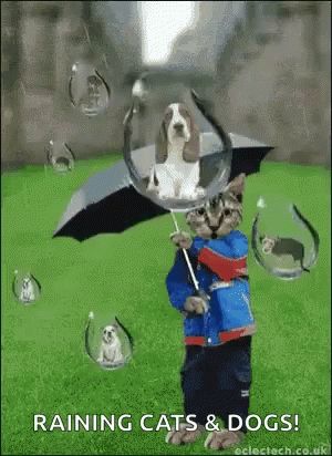 Dogs Gif, Rain Animation, Rain Gif, Dog Animation, Fraggle Rock, Dogs Funny, Raining Cats And Dogs, Love Rain, Funny Cats And Dogs