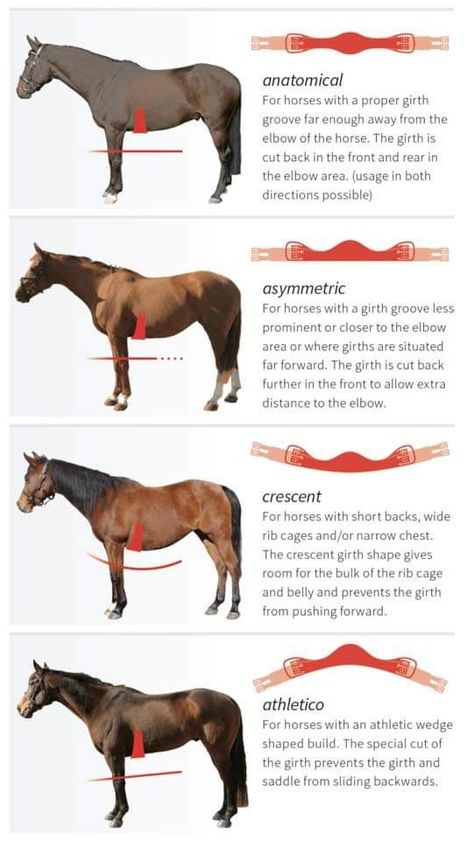 Only Equestrians Will Understand, Equine Studies, Horses Funny, Horse Training Exercises, Funny Horse Pictures, Horse Barn Ideas Stables, Horse Lessons, Horse Information, Horse Barn Designs