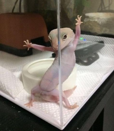 Funny Animal Photos, Silly Animals, Cute Wild Animals, Funny Animal Memes, Cute Animal Photos, Silly Cats, Funny Animal Pictures, Gecko, Animal Photo