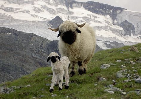 The Valais Blacknose, is a breed of domestic sheep originating in the Valais region of Switzerland.[ Valais Sheep, Blacknose Sheep, Valais Blacknose, Valais Blacknose Sheep, Mother And Baby Animals, Beppu, Baby Sheep, Black Nose, Sheep And Lamb