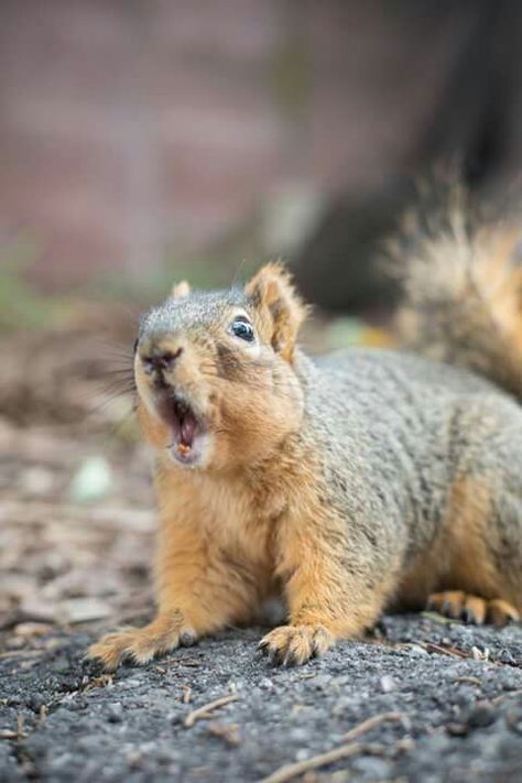 Squirrel Home, Small Mammals, Scary Animals, Prairie Dog, Animal Portraits, A Squirrel, Animal Pics, Small Animals, Amazing Animals