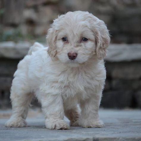 Best Cockapoos for Sale — Crockett Doodles Mini Cockapoo, Cute Cockapoo, Cockapoo Breeders, Cockapoo Puppies For Sale, Crockett Doodles, Cockapoo Puppy, Cockapoo Puppies, Mini Poodles, Pet Allergies