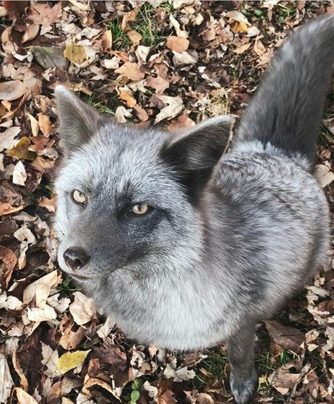 Silver Fox Aesthetic, Silver Fox Art, Gray Wolf Therian, Gray Fox Aesthetic, Grey Fox Aesthetic, Grey Fox Therian, Fox Hybrid, Kitsune Aesthetic, Pet Fox Aesthetic