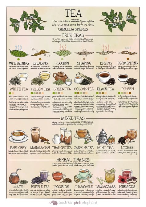 Tea Brewing Guide, Tea Chart, Tea Blending, Tea Types, Tea Facts, Benefits Of Herbs, Common Diseases, Healing Tea, Yellow Tea