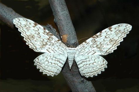 On Gossamer Wings: The Beauty of Butterflies and Moths White Witch Moth, Hercules Moth, Black Witch Moth, Witch Moth, Large Moth, Colorful Moths, Atlas Moth, Gossamer Wings, Moth Wings