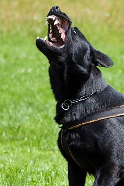 Why Dogs Bark Instead Of Howl Dog Barking Reference, Dog Attacking, German Shepherd Barking, Dog Barking Video, Islamic Dream Interpretation, Aggressive Dogs, Dogs Barking, Dog Growling, Dog Bark