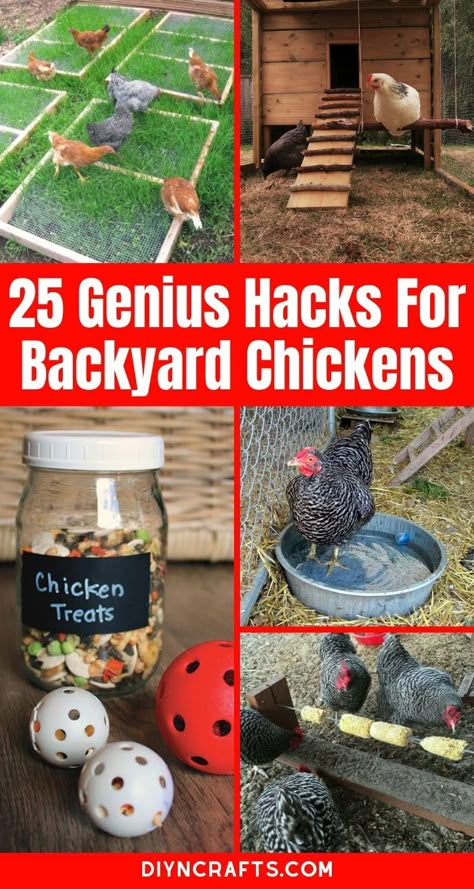 Cute Chicken Coops, Coop Run, Chicken Barn, Chicken Coop Garden, Chicken Raising, Raising Chicks, Backyard Chicken Coop Plans, Backyard Chicken Coop, Diy Chicken Coop Plans