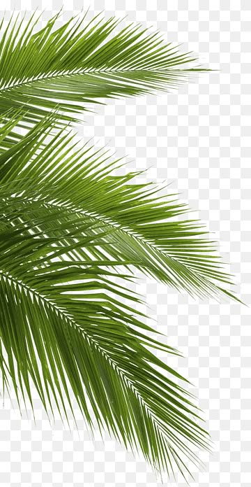 Palm Tree Artwork, Canary Island Date Palm, Dates Tree, Palm Tree Png, Green Grass Background, Bird Of Paradise Plant, Green Palm Leaves, Coconut Leaves, Paradise Plant