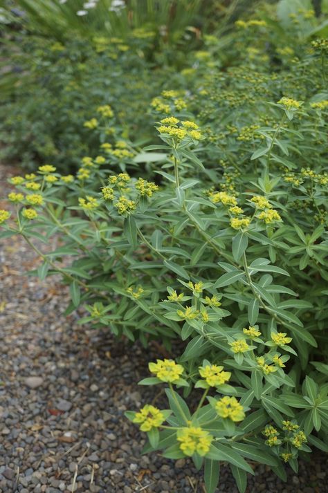 Euphorbia oblongata Euphorbia Oblongata, Plant Pictures, Gardening Tips, Garden Ideas, Lawn, Seeds, Herbs, Plants, Bed