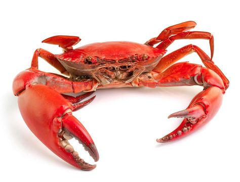 Sea crab isolated on white background Crab Costume, The Little Mermaid Musical, Animal Background, Black Claws, Crab Stuffed Shrimp, Sea Crab, Crab And Lobster, Figure Sketching, Exotic Fish