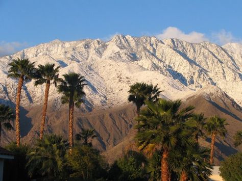 Palm Springs, CA - December 2006 Palm Springs Asethic, Virtual Scrapbook, Desert Wildlife, Desert Pictures, Palm Springs Style, California Summer, Palm Springs California, Coachella Valley, City Of Angels