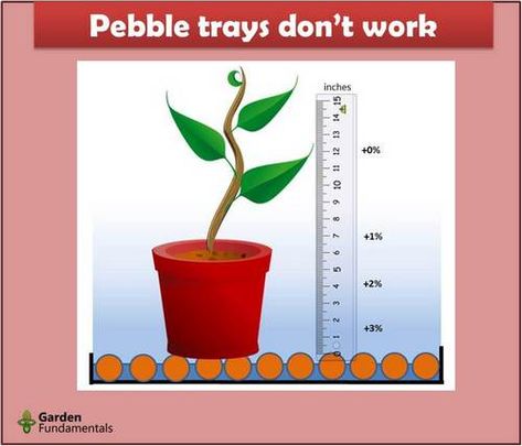 Pebble Trays For Humidity, Plant Humidity Tray, Plant Pebble Tray, Humidity Tray For Plants, Pebble Trays For Plants, Humidity For Plants, Plant Leaves Turning Yellow, Tropical Greenhouses, Types Of Houseplants