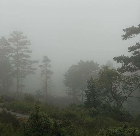 Misty Aesthetic, Green Academia, Dark Naturalism, Foggy Weather, Dark Green Aesthetic, Foggy Forest, The Mist, Dark Forest, Pics Art