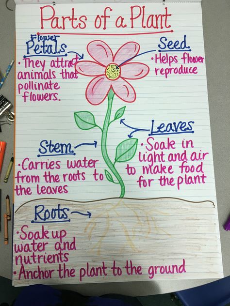 Teaching plant life cycle? Check out these creative and easy ways to teach your students about growing a seed in the classroom. Plants Life Cycle Activities, Chart Sheet, Teaching Plants, Plant Lessons, Plant Parts, Science Anchor Charts, Life Cycles Activities, Plants Unit, Plant Activities