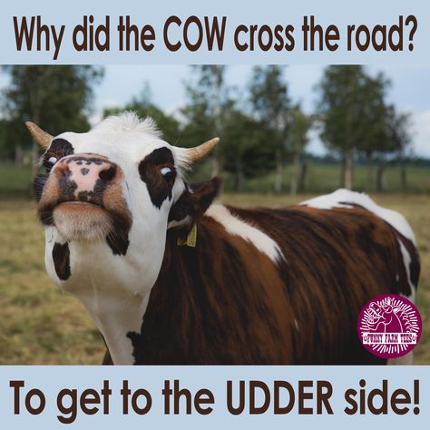 Cow Meme Funny, Barnyard Classroom, Cow Jokes, Cow Meme, Cow Humor, Lunch Jokes, Cow Quotes, Cows Mooing, Moo Cow