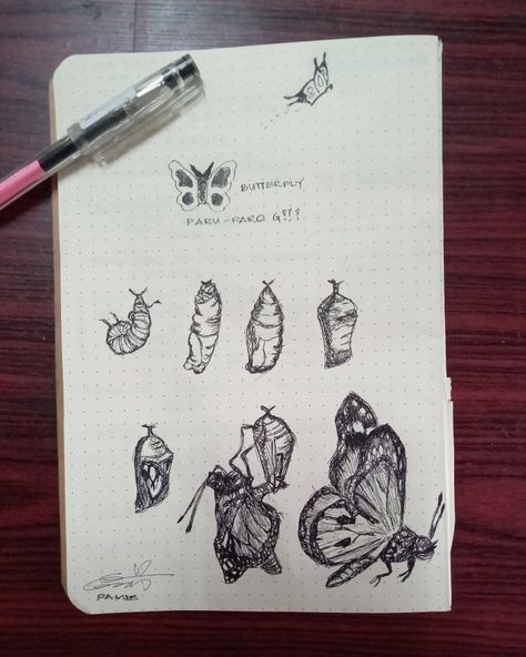 Evolution Of A Butterfly, Butterfly Evolution, Butterfly Sketch, Cool Drawings, Evolution, Drawings, Quick Saves, Art