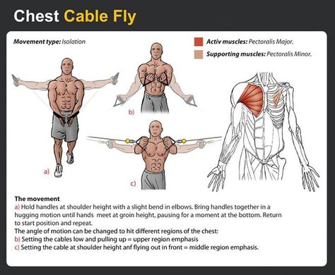 Flys are one of the top 3 Best Chest Exercises!  http://www.gympaws.com/workouts/chest-exercises/3-best-chest-exercises-to-build-a-bigger-chest/ Cable Flys, Best Chest Workout, Pectoral Muscles, Big Biceps, Chest Muscles, Chest Workouts, Chest Workout, Belly Workout, Muscle Fitness