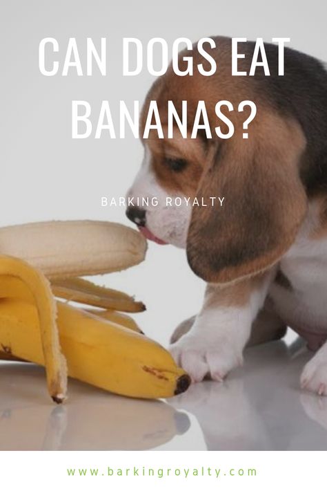 Discover multiple ways you can feed bananas to your dog! #dog #doghealth #dognutrition #dogfood #bananas #homemadetreats Banana Recipes For Dogs, Yogurt Banana Dog Treats, Dog Treat With Banana, Bananas For Dogs, What Dogs Can And Can’t Eat, Natural Dog Remedies, Can Dogs Eat Bananas, Shiba Puppy, Banana Treats