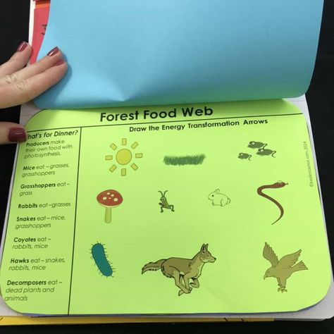 FOOD WEBS LESSON PLAN – A COMPLETE SCIENCE LESSON USING THE 5E METHOD OF INSTRUCTION | Kesler Science Food Chain And Food Web Worksheets, Food Webs Projects, Inquiry Based Learning Kindergarten, Food Web Worksheet, Food Web Activities, Plants Science, Articles For Kids, Web Activity, Food Webs