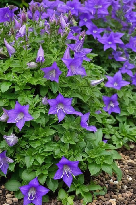 9 Ground Cover Plants With Purple Flowers Purple Ground Cover Plants, Plants With Purple Flowers, Purple Ground Cover, Lysimachia Nummularia, Purple Flowering Plants, Vinca Minor, Small Purple Flowers, Creeping Phlox, Creeping Jenny