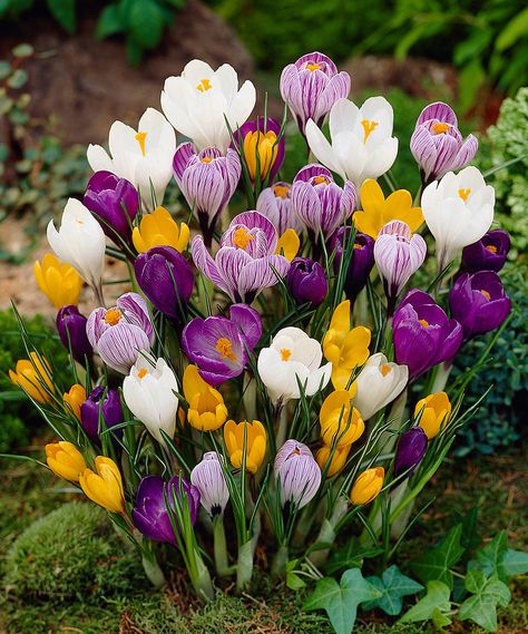 Look at this Dormant Large-Flowering Crocus Bulb - Set of 100 Mix on #zulily today! Crocus Bulbs, Crocus Flower, Front Yard Design, Garden Bulbs, Bulb Flowers, Planting Bulbs, Ranunculus, Purple And White, Trees And Shrubs