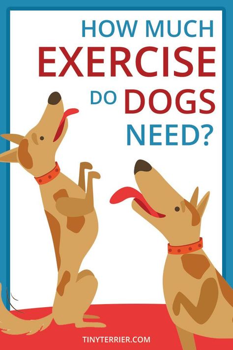 Is your dog getting enough exercise? Different dog breeds have different exercise needs. A 3-mile jog may be perfect for your energetic spaniel, but definitely not something your Chihuahua would enjoy! Find out how much exercise dogs need, and how long you should walk your dog for. #dogs #exercise #dogcare Dog Exercise Ideas, Walking Tips, Dog Fitness, Loving Thoughts, Walking Your Dog, Dogs Tips, Different Dog Breeds, Pet Things, Dog Muzzle