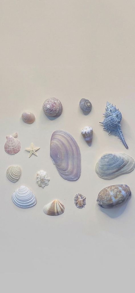 Seashell Iphone Wallpaper, Seacore Aesthetic Wallpaper, Sea Core Wallpaper, Sea Shell Wallpaper, Aesthetic Sea Wallpaper, Mermaid Aesthetic Wallpaper, Sea Wallpaper Aesthetic, Ocean Aesthetic Wallpaper, Seashell Wallpaper