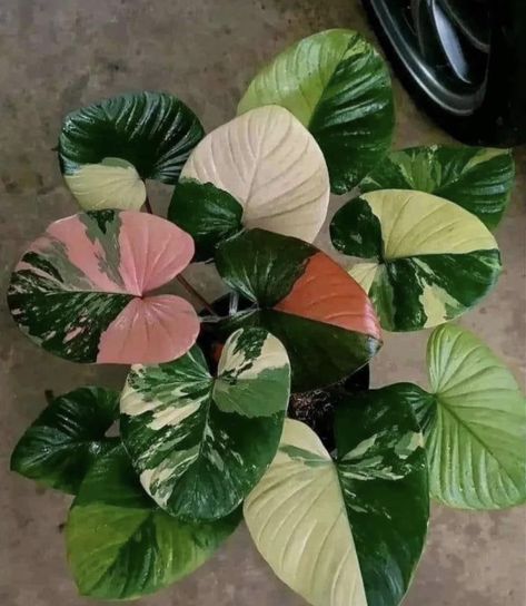 Homalomena Plant, Inside Plants, Plant Health, House Plants Indoor, Plant Roots, Plant Mom, Green Thumb, Tri Color, Indoor Plants