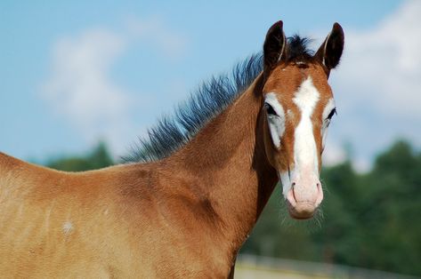 Horses Coloring, Face Markings, Facial Markings, Ranch Horses, Horse Markings, Paint Horses, Gray Coat, Horse Boarding, Most Beautiful Horses