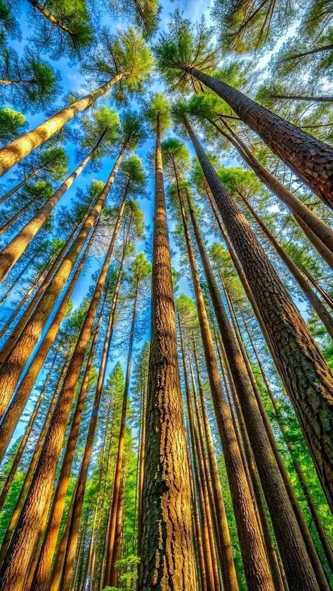 Screenshot Wallpaper, Anime Forest, Iphone Wallpaper Blur, Amazing Trees, Best Nature Images, Android Wallpaper Art, Best Nature Wallpapers, Beautiful Nature Wallpaper Hd, Hd Nature Wallpapers