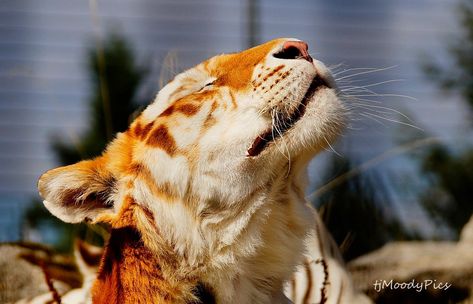 Bengal Tiger, A Tiger, Looking Up, A Cat