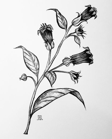 Deadly Nightshade Flower, Nightshade Flower, Deadly Plants, Deadly Nightshade, Plant Tattoo, Spooky Tattoos, Botanical Tattoo, Calf Tattoo, Aesthetic Tattoo