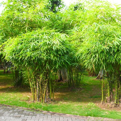 Bamboo Bonsai, Bamboo Seeds, Diy Home Garden, Bonsai Seeds, Moso Bamboo, Garden Plant Pots, Indoor Bonsai, Bamboo Garden, Tree Seeds