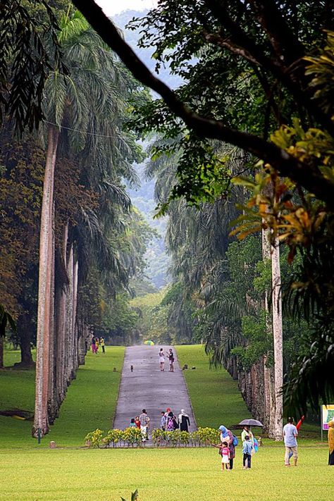 Peradeniya Botanical Garden, Kandy Sri Lanka, Tropical Gardens, Travel Pictures Poses, Good Morning Images Flowers, Pictures Poses, Tropical Garden, Botanical Garden, Happy Dogs