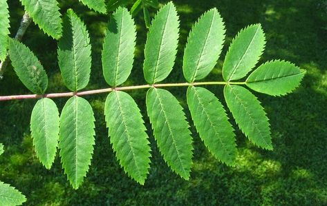 Trees Planet: Sorbus aucuparia - Rowan - (Mountain Ash) Rowan Leaf, Sorbus Aucuparia, Ash Leaf, Street Trees, Mountain Ash, Vintage Flowers Wallpaper, Specimen Trees, Scientific Name, Plant Identification