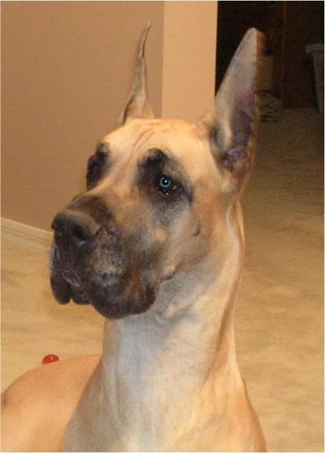 Ear Crop Types/Sizes Question - Page 2 - DOL Great Dane Forums Great Dane Cropped Ears, Dogs Grooming, Ear Care, Great Dane, Dog Grooming, Dog Breeds, Dog Cat, Cute Animals, Dogs